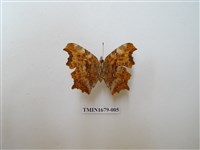 藏品(突尾鉤蛺蝶)的圖片